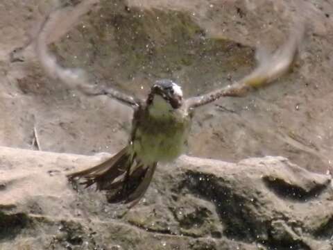 Image of Light-vented Bulbul