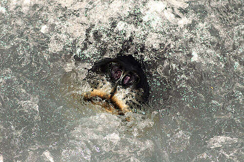 Image of Weddell seal