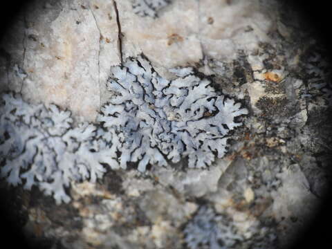 Image of Blue-gray rosette lichen