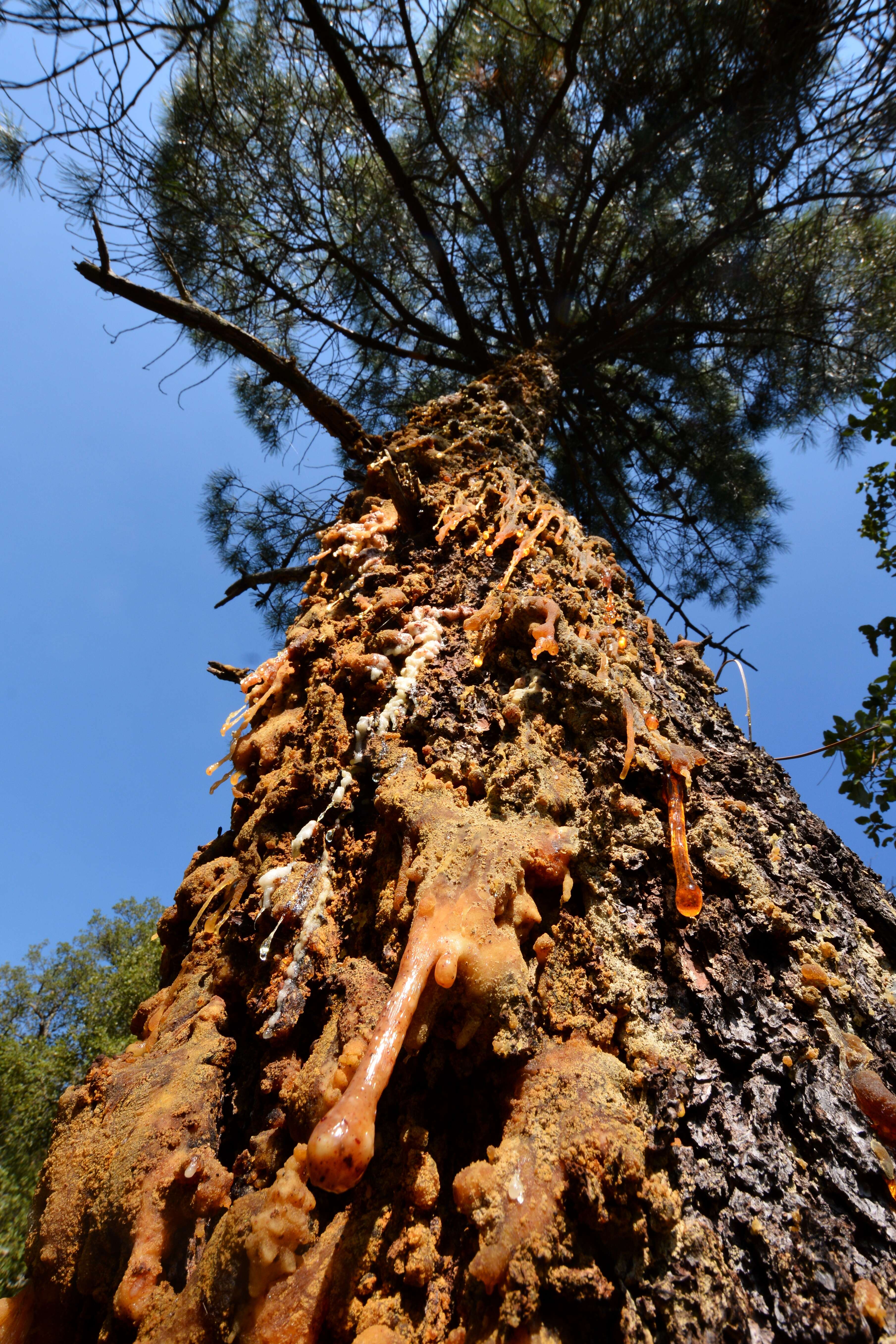 Image of New Pine Knot-horn