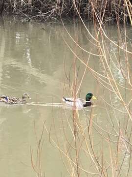 Image of Common Mallard