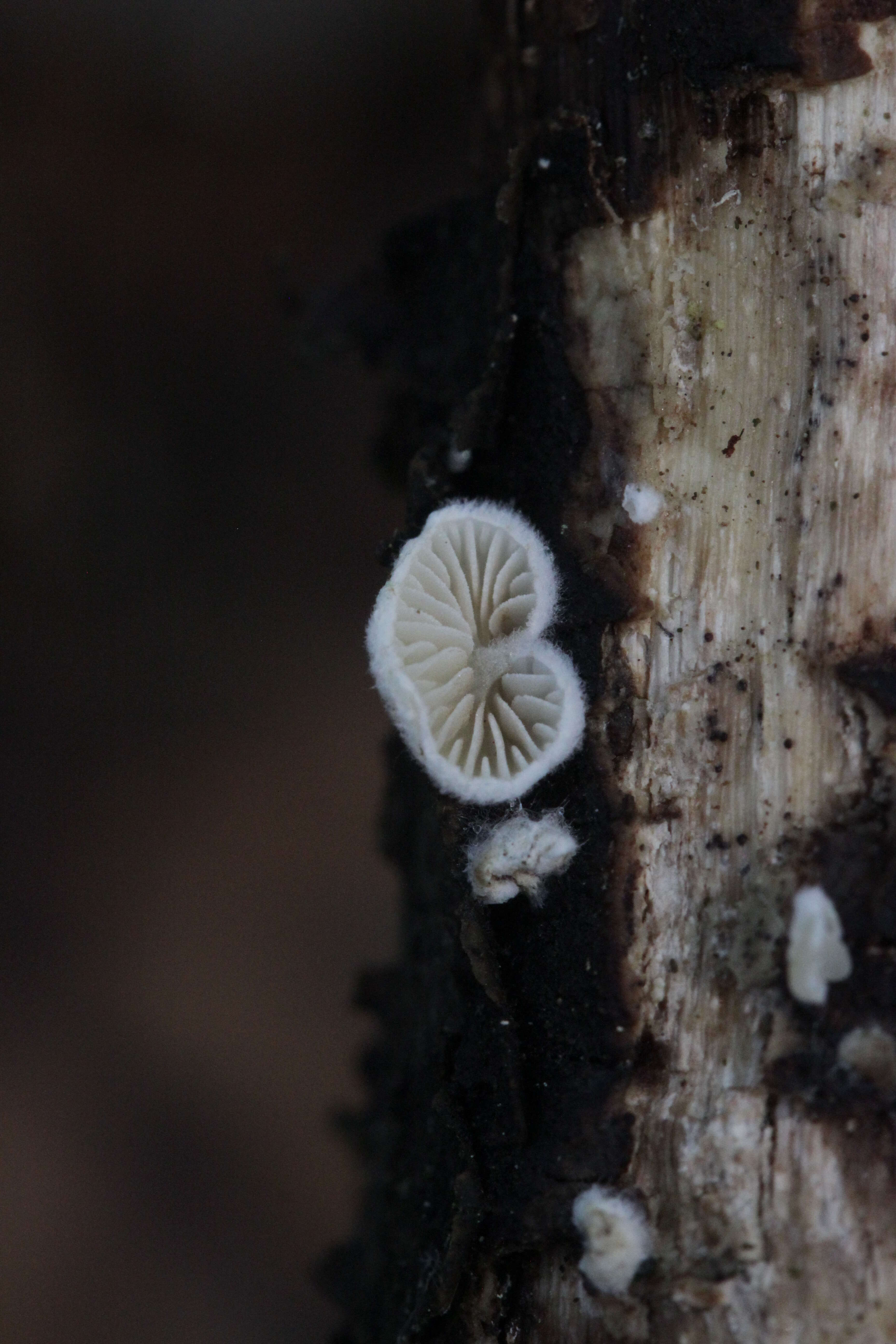 Image of Crepidotus