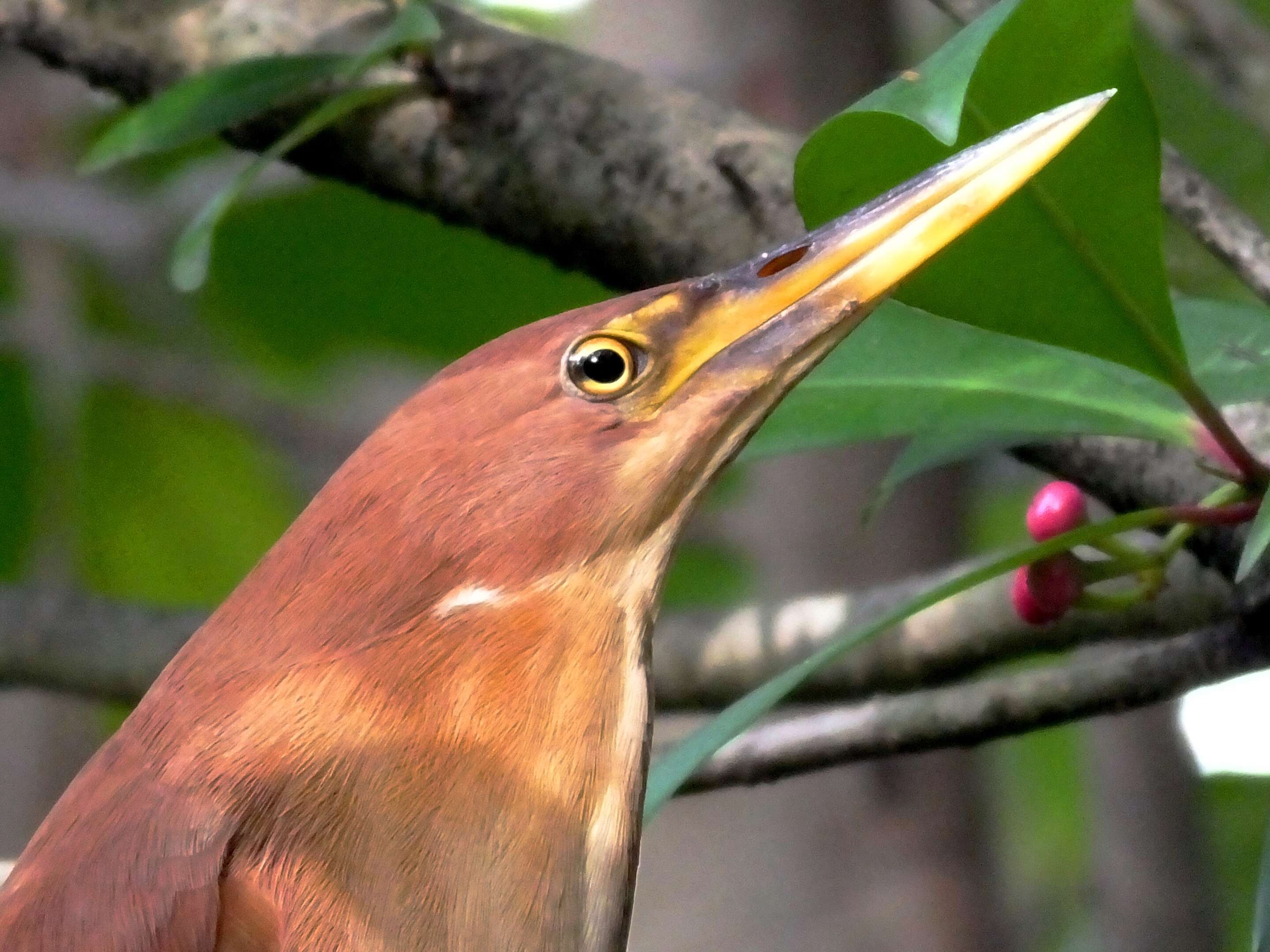 Image of Cinnamon Bittern