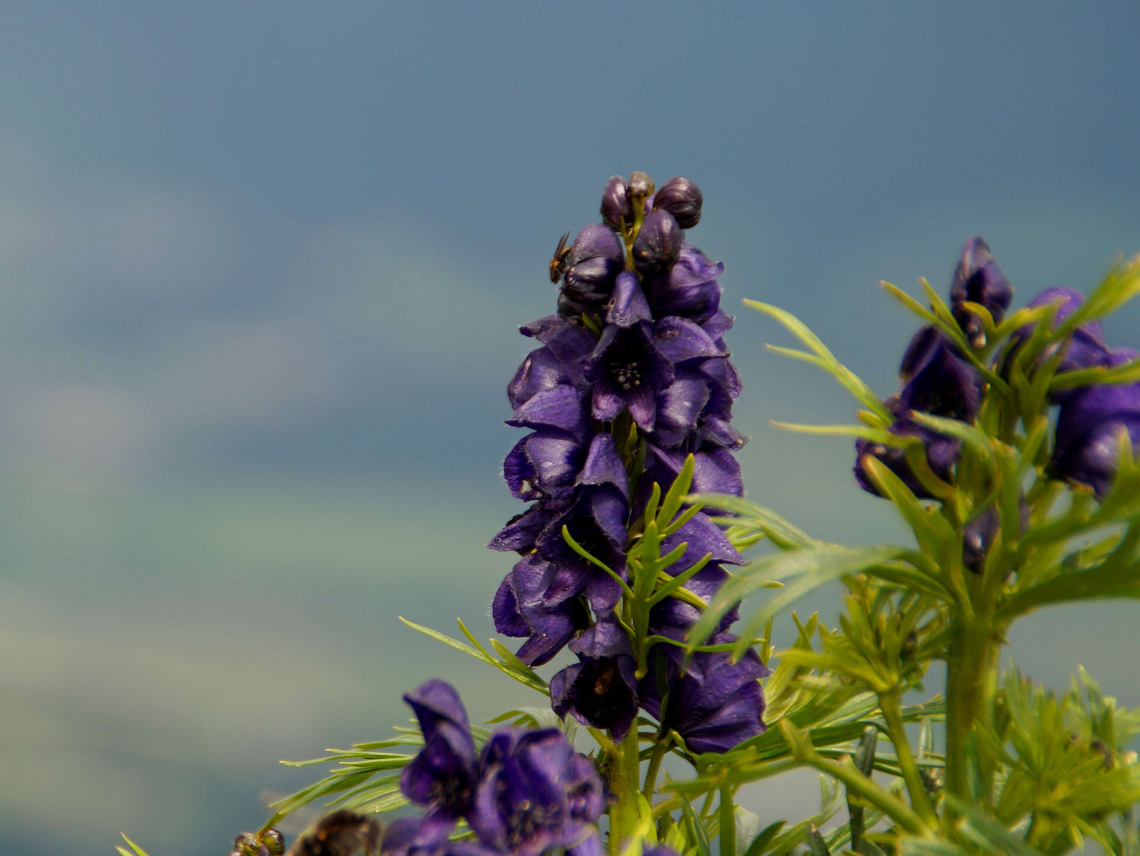 Слика од Aconitum napellus L.