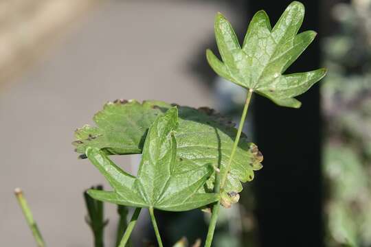 Image of dwarf checkerbloom