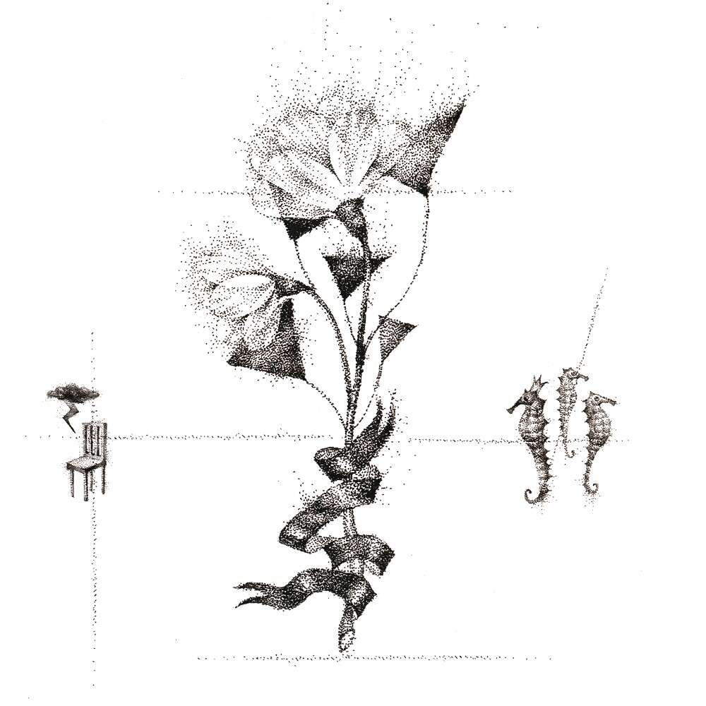 Image of Diphylleia grayi F. Schmidt