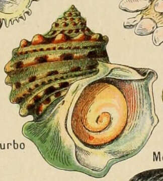 Image of turban snail