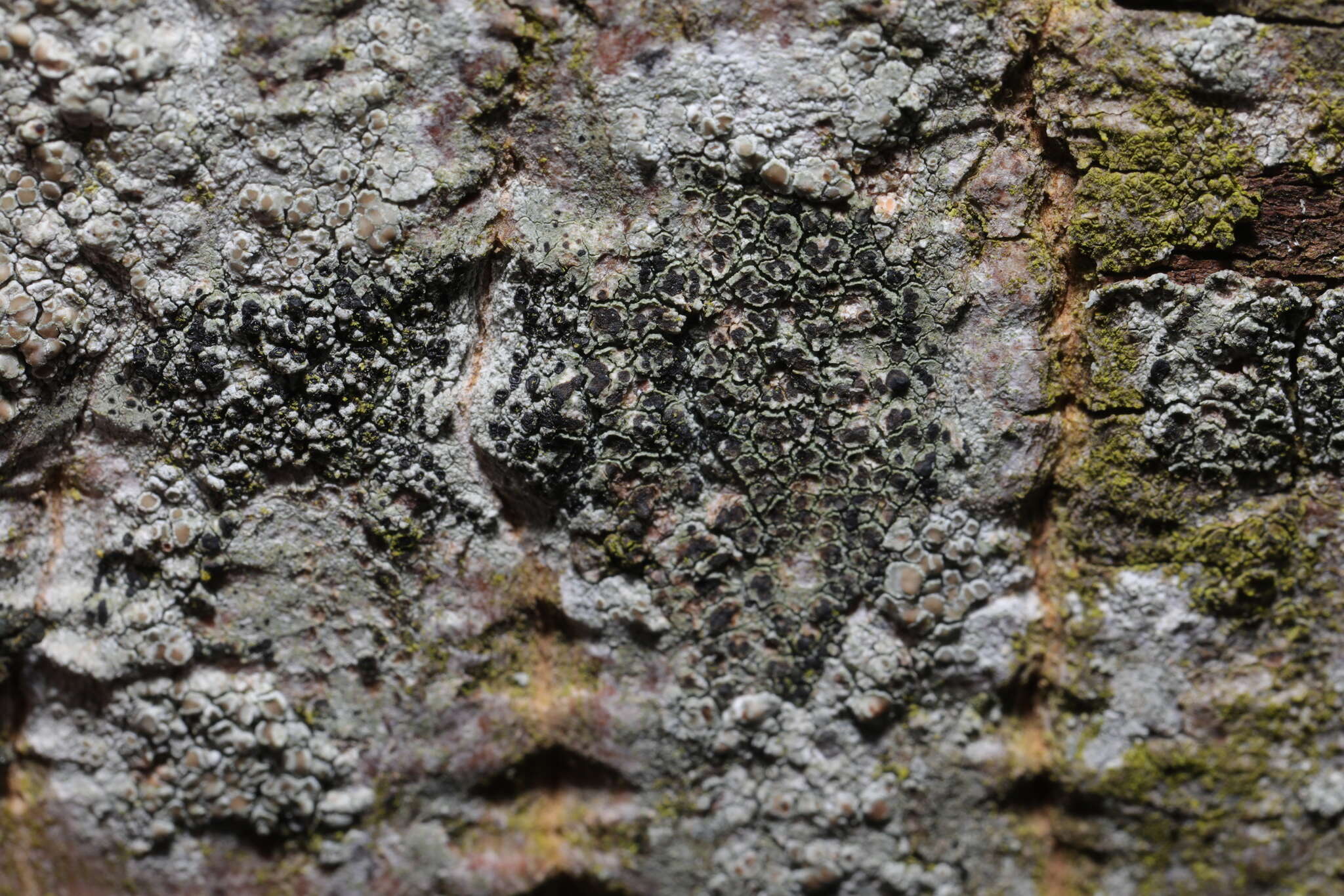 Image of lecidella lichen