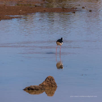 Image of Pied Stilt