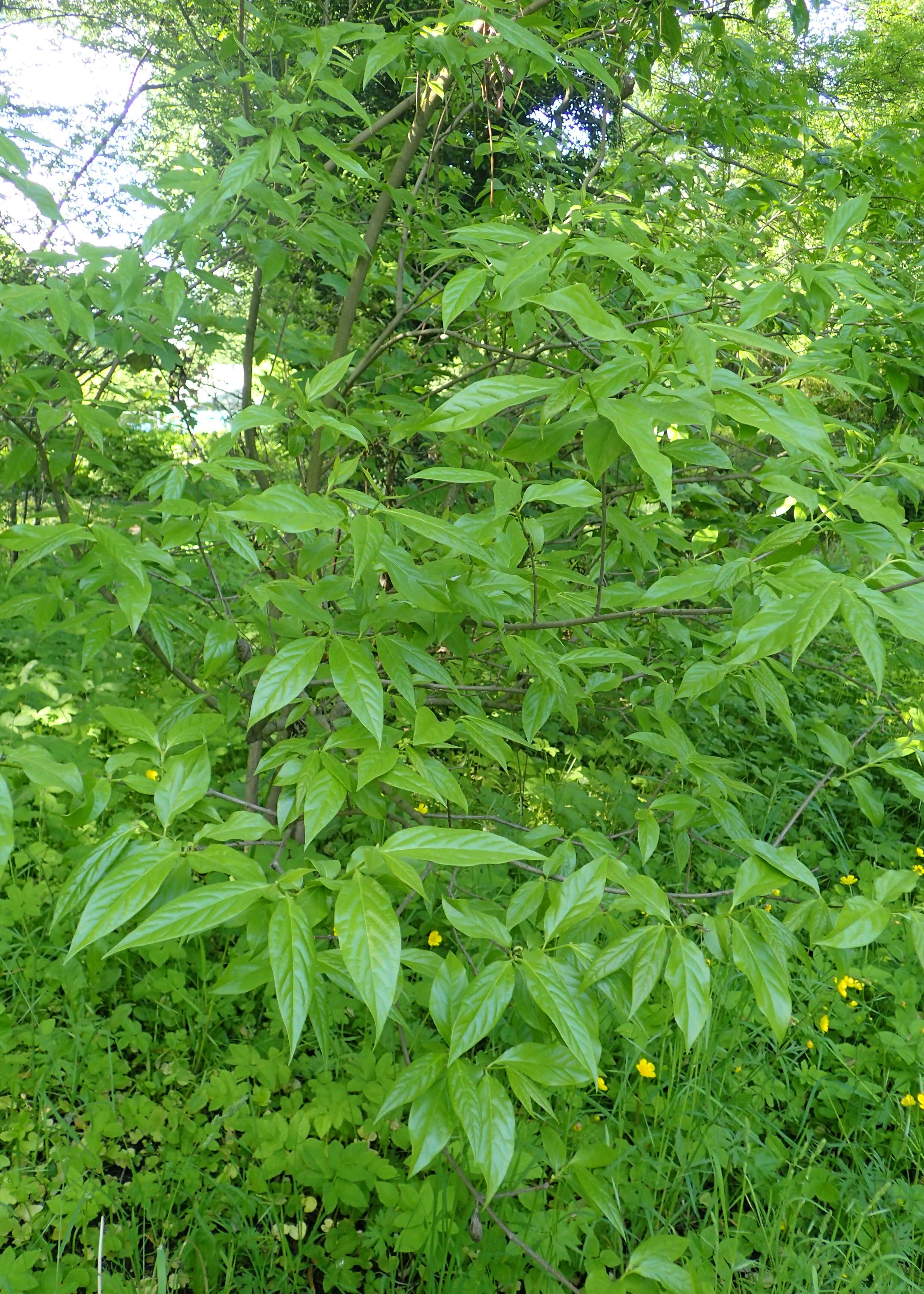 Image of Fragrant Wintersweet