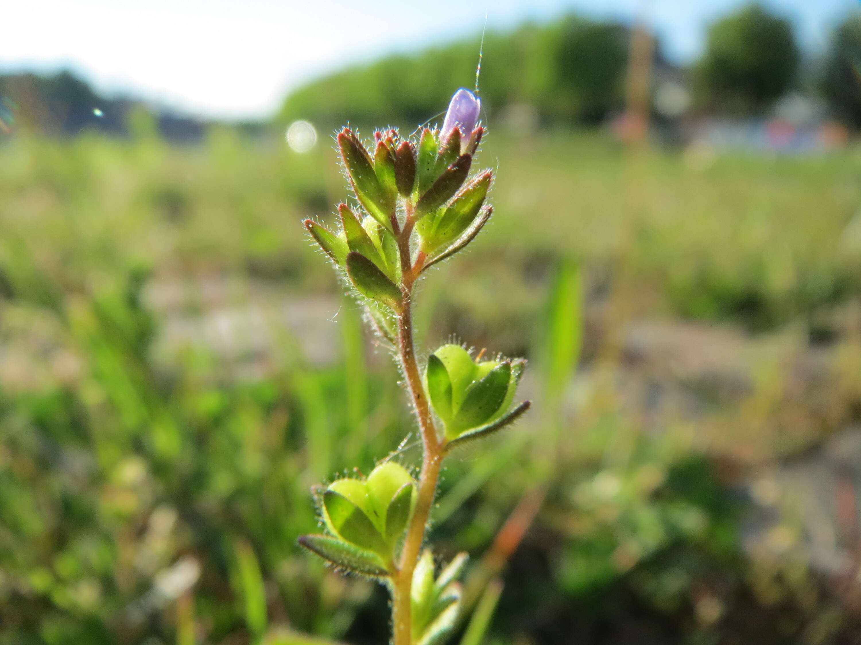 Image of common speedwell