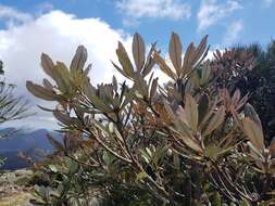 Image of Banksia saxicola A. S. George