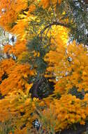 صورة Nuytsia