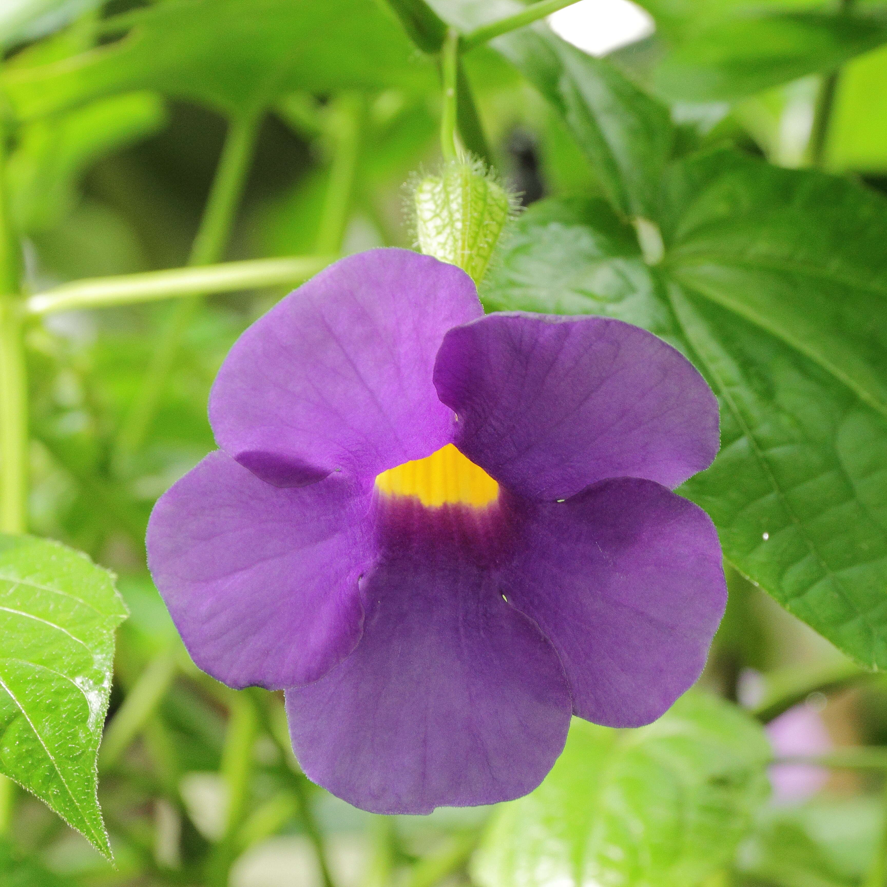 Image of Thunbergia natalensis Hook.