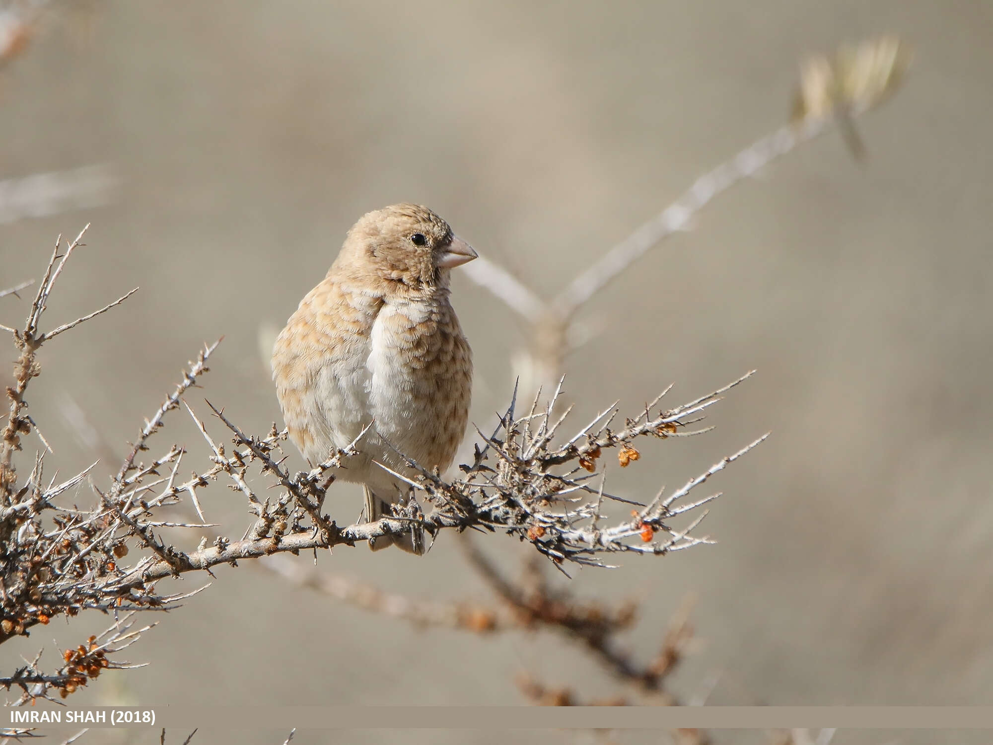 Image of Asian Crimson-winged Finch