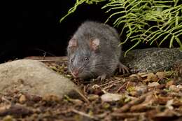 Image of Smoky Mouse