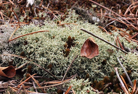 Image of Thorn cladonia