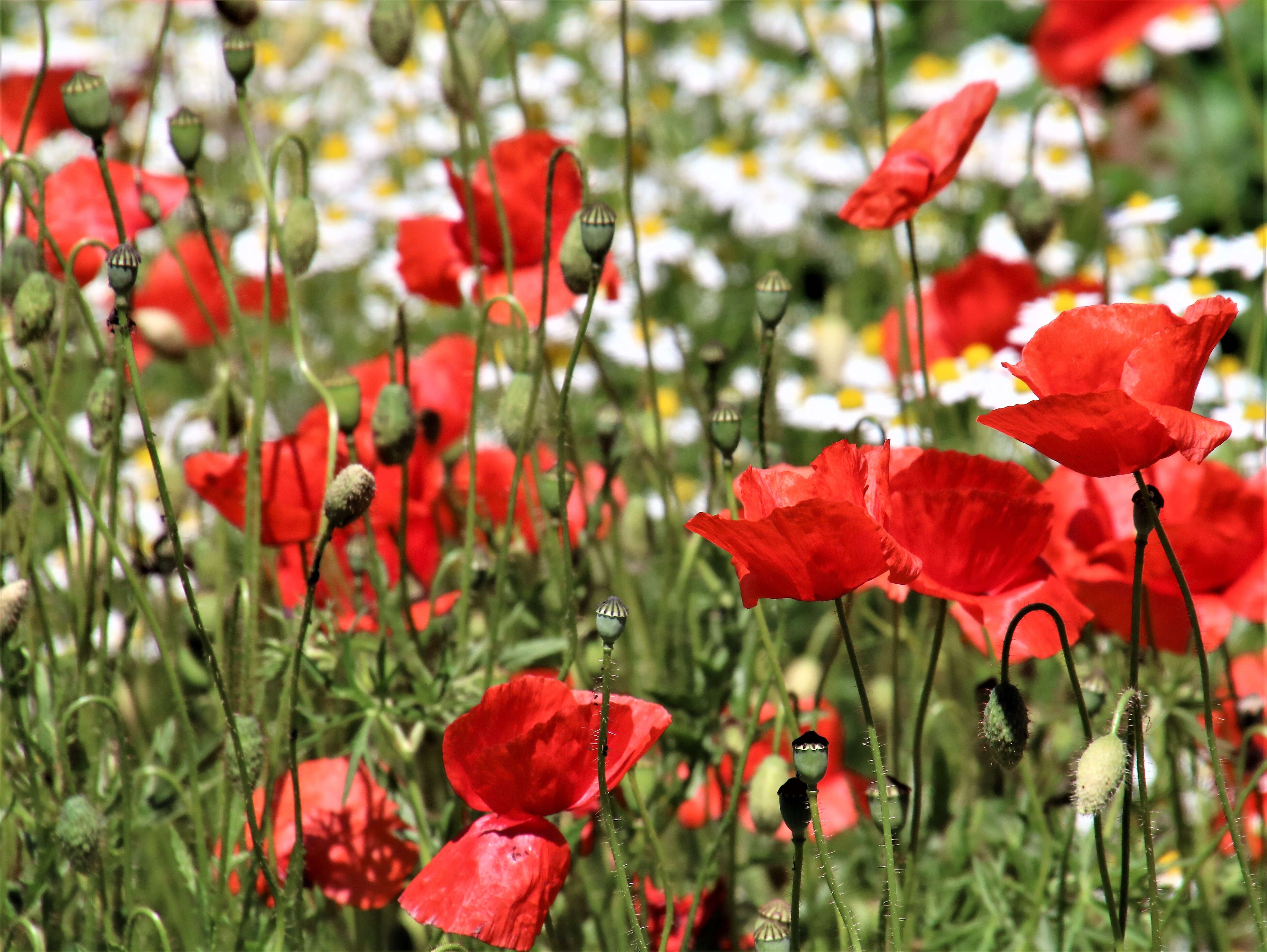 Image of corn poppy