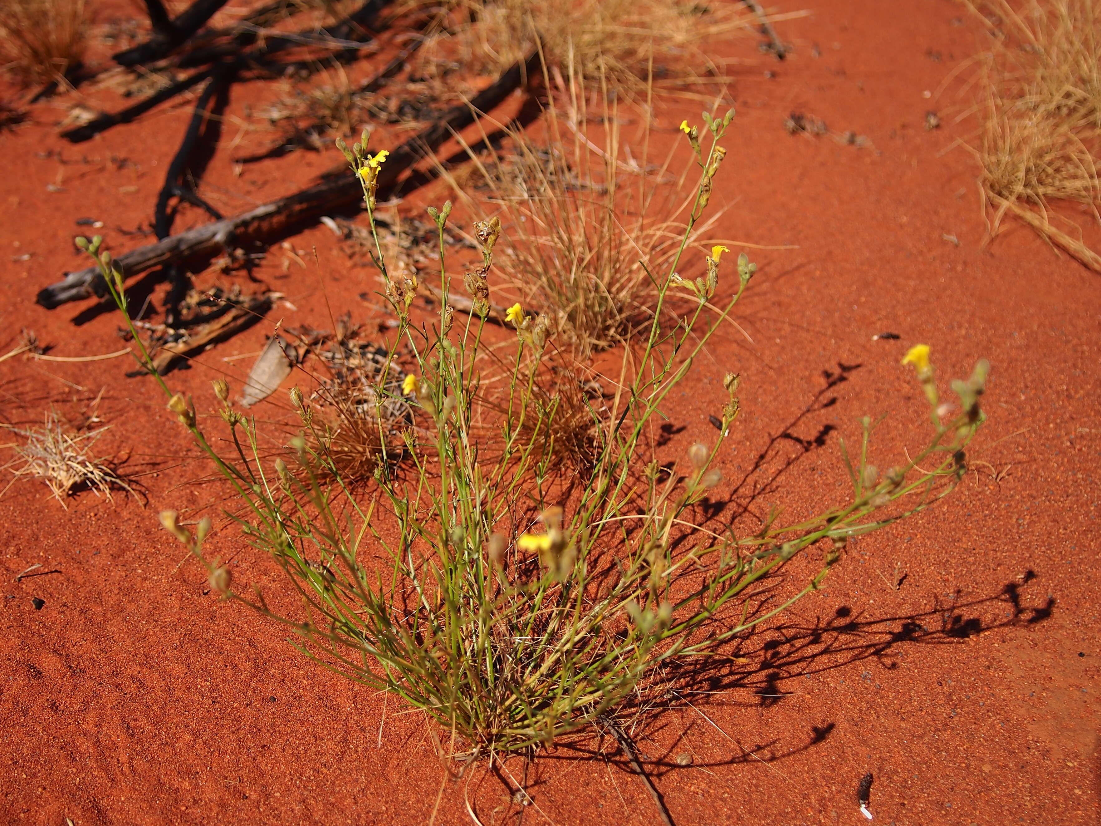 Imagem de Goodenia armitiana F. Müll.