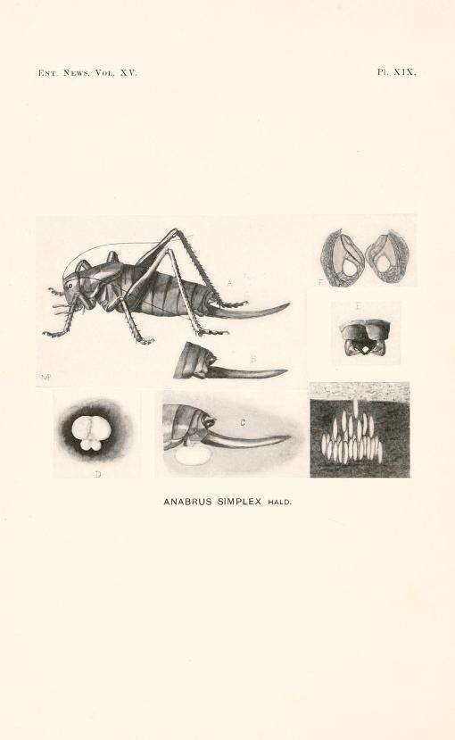 Imagem de Anabrus simplex Haldeman 1852