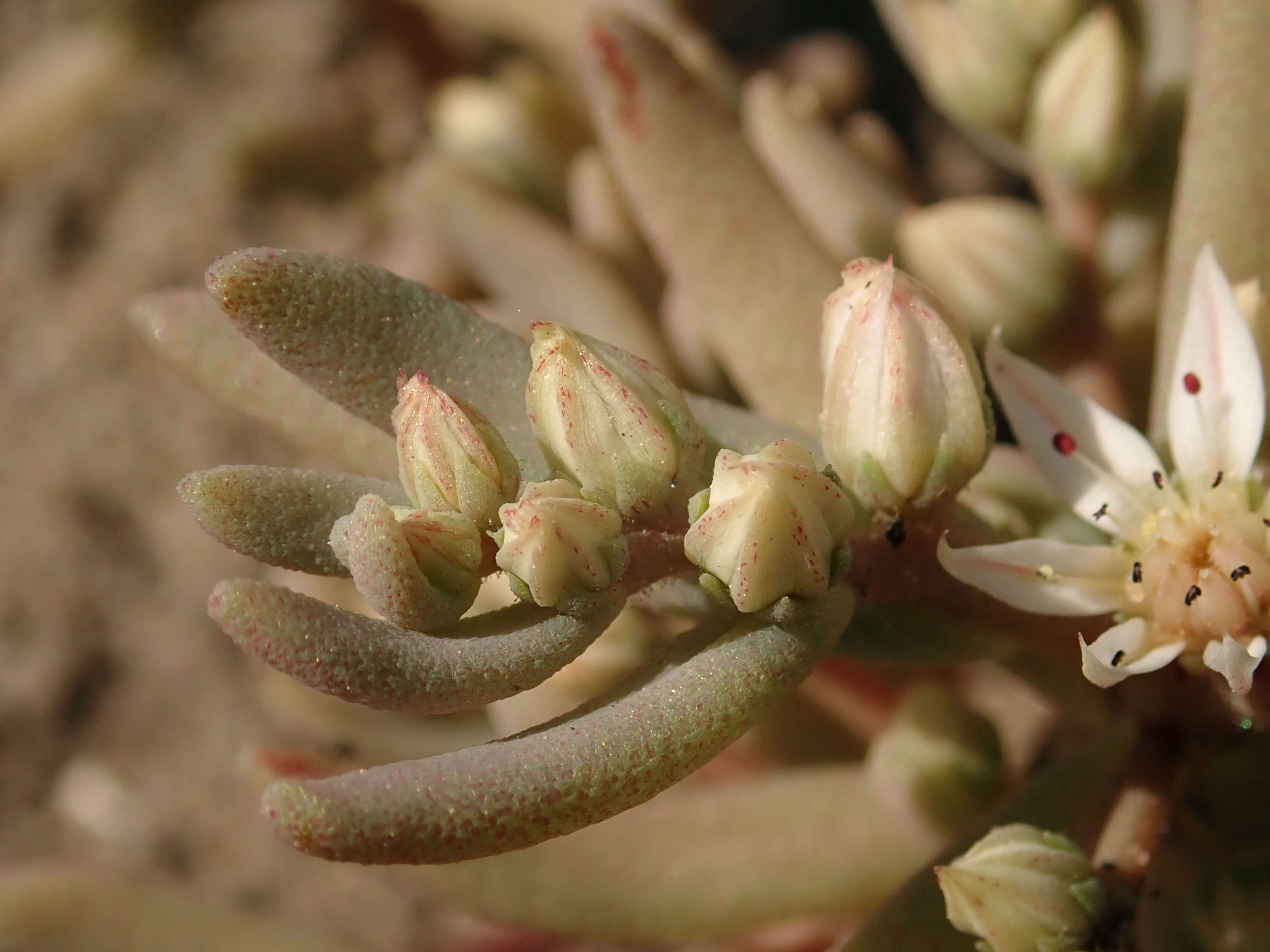 Sedum hispanicum L. resmi