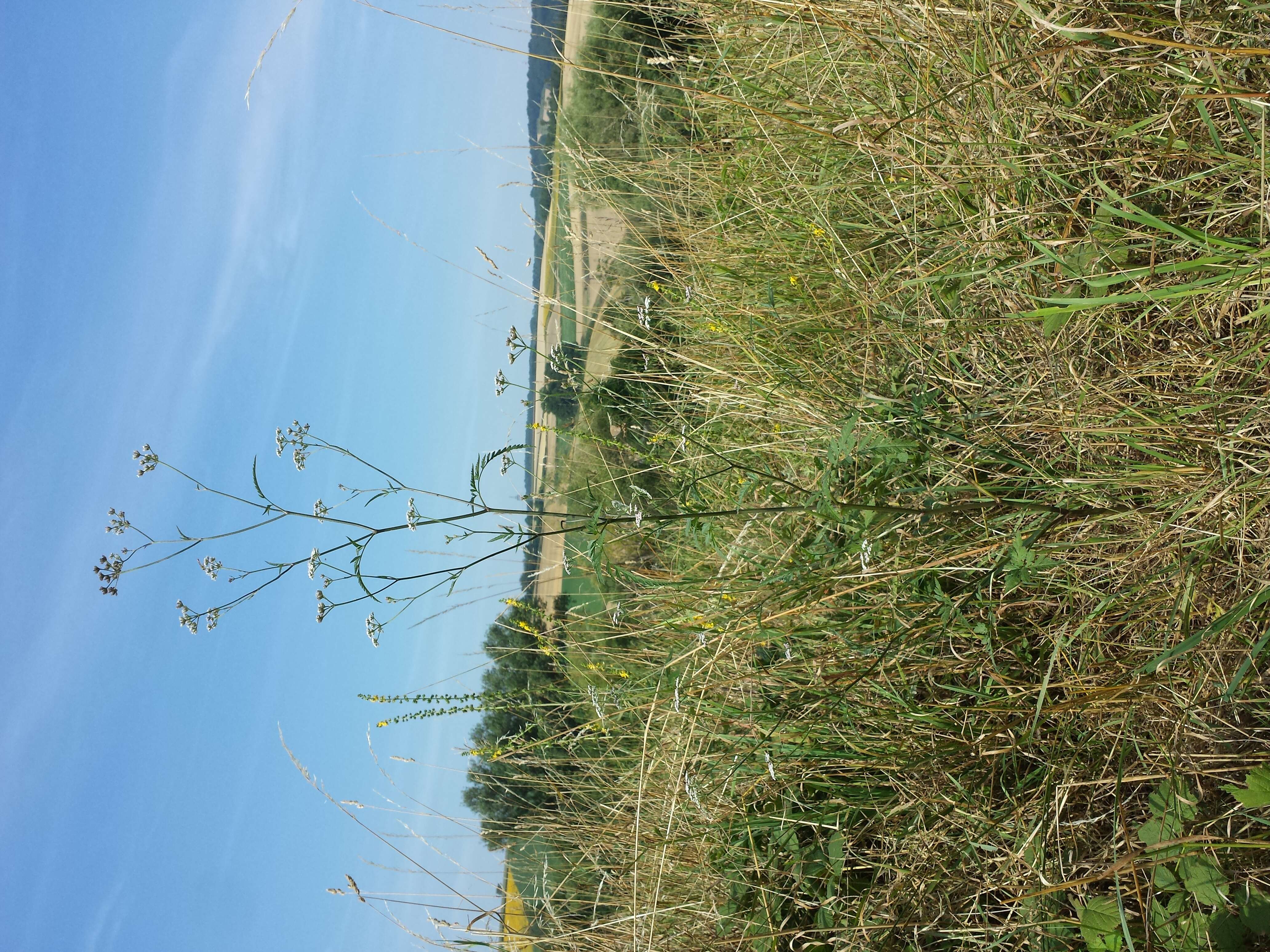 Image of Japanese hedge-parsley