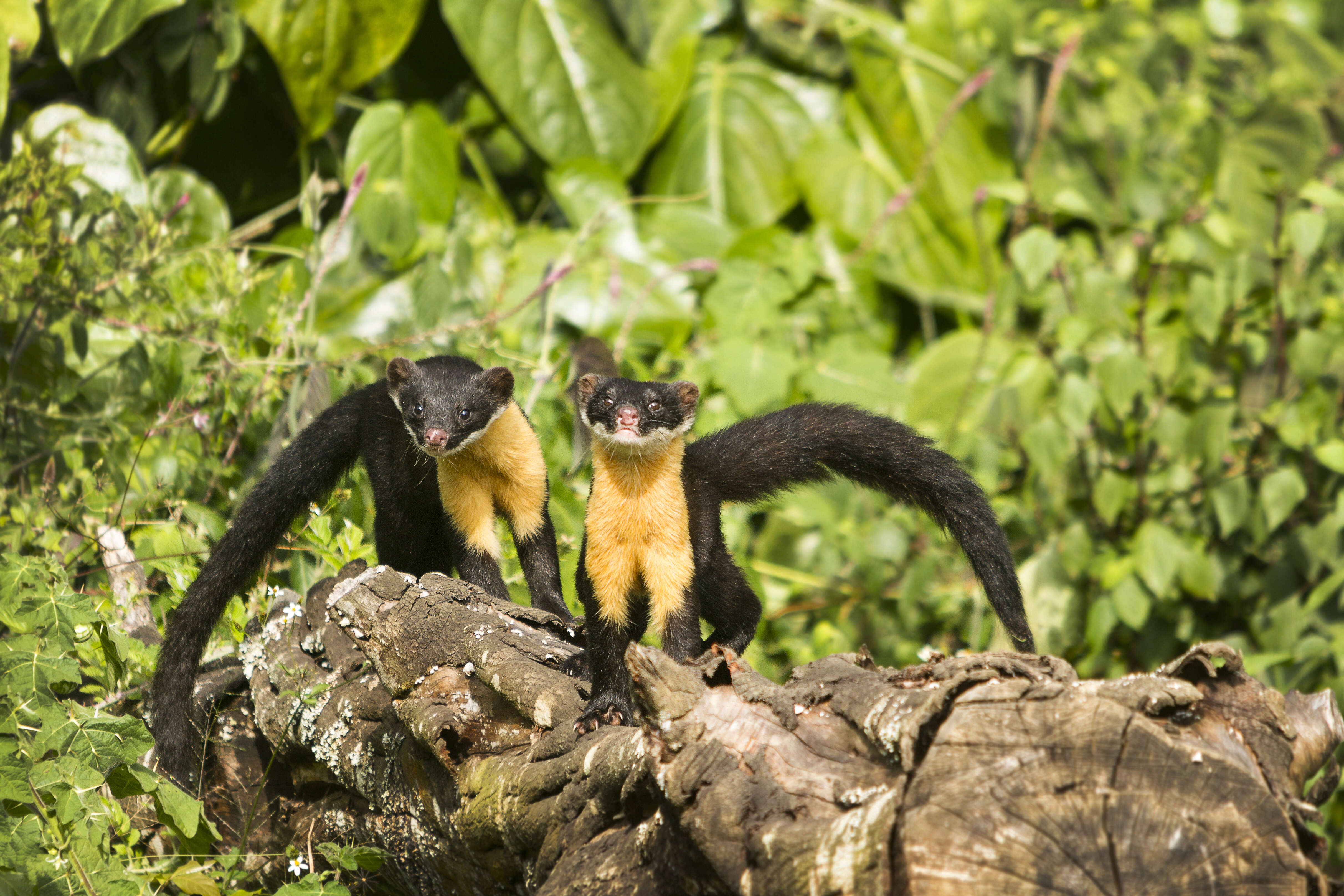 Image of Nilgiri Marten