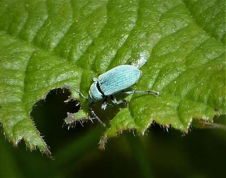 Image of Phyllobius (Metaphyllobius) pomaceus Gyllenhal 1834