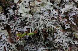 Imagem de Ramalina farinacea (L.) Ach.