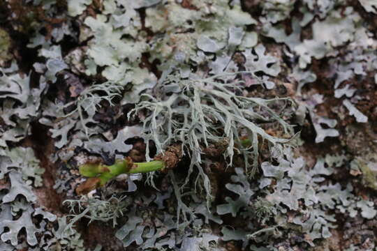 Image of farinose cartilage lichen