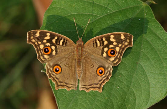 Image of Junonia lemonias Linnaeus 1758