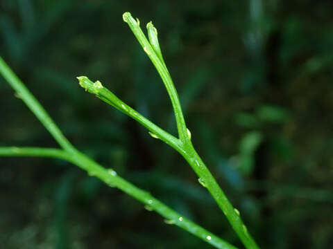 Image of whisk fern