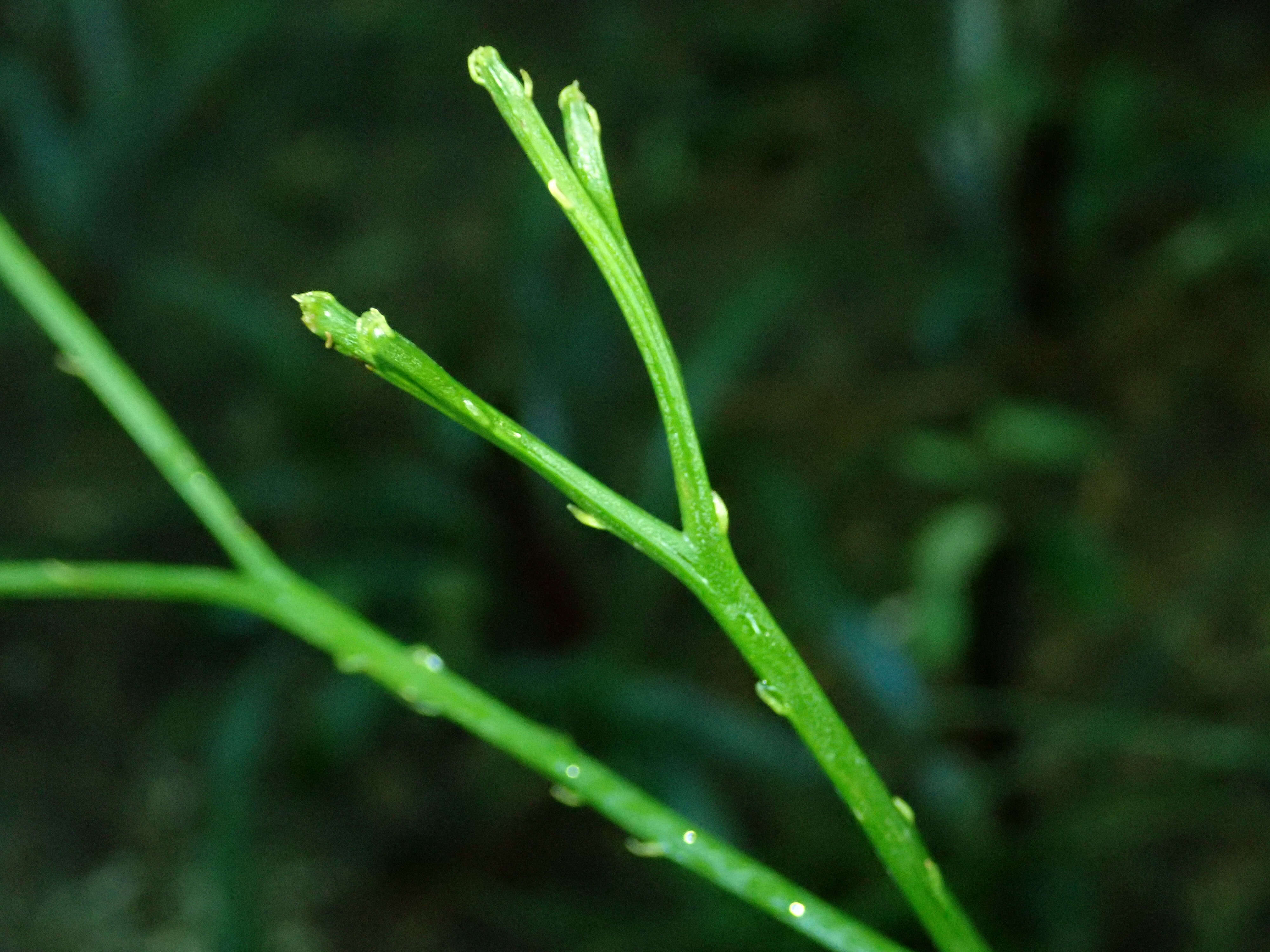 Image of whisk fern