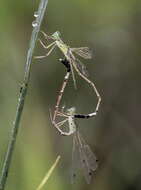 Image of Platylestes kirani