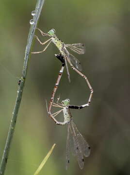 Platylestes kirani resmi