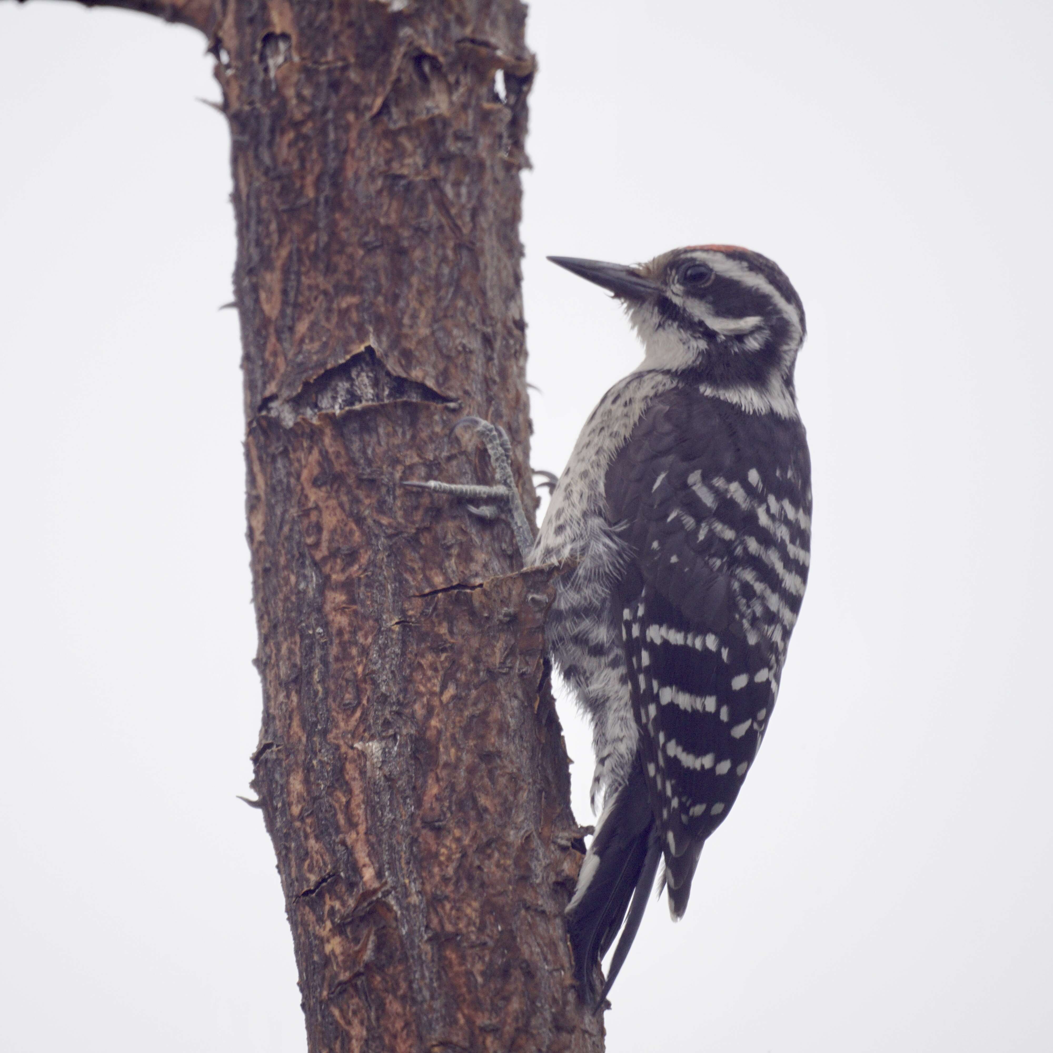 Image of Nuttall's Woodpecker