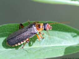 Imagem de Cantharis nigricans