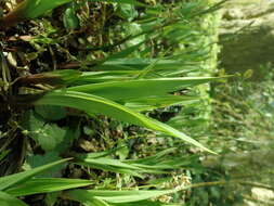 Carex siderosticta Hance resmi