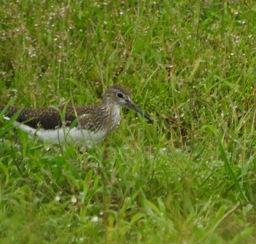 Image of Green Sandpiper