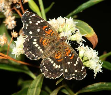 Image of Anthanassa texana