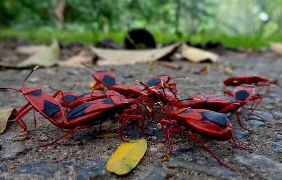 Image of <i>Probergrothius sanguinolens</i>