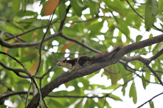 Image of Finlayson’s Squirrel