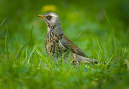 Image of Fieldfare