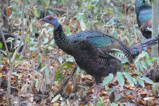 Image of Ocellated Turkey