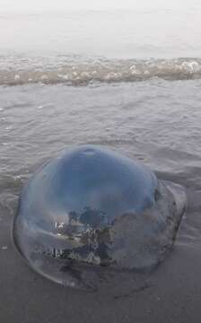 Image of barrel jellyfish