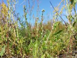 Image of strict forget-me-not