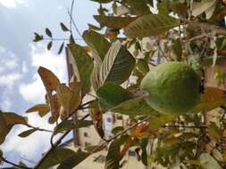 Image of guava