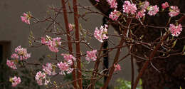 Sivun Viburnum × bodnantense kuva