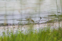 Image of Least Sandpiper