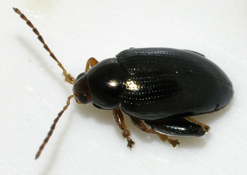 Image of Cabbage-stem flea beetle